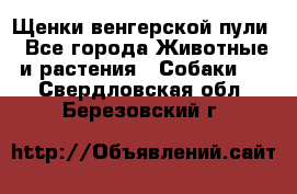 Щенки венгерской пули - Все города Животные и растения » Собаки   . Свердловская обл.,Березовский г.